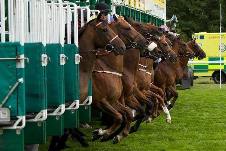 Starting Gates for Horse Races Stock Photo - Image of horse, start ... Starting Gates for Horse Races Stock Photo - Image of horse, start ...