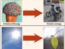 energy drink supplement facts Your Ultimate Guide