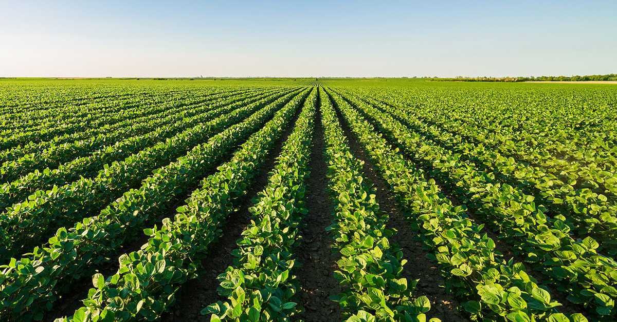 What is Agriculture | Assignment Writing Help - Price starts at /Page What is Agriculture | Assignment Writing Help - Price starts at /Page