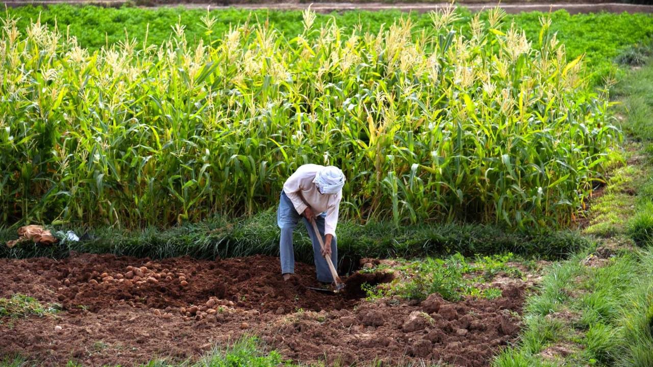 The Philippines needs to rethink its agricultural policy | East Asia ... The Philippines needs to rethink its agricultural policy | East Asia ...