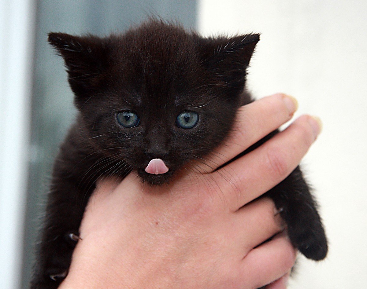 Free Images : kitten, black, whiskers, vertebrate, british shorthair ...