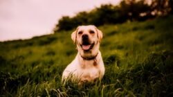 Free Images : puppy, canine, looking, chocolate, friend, snout ...