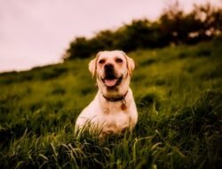 Pet Waste Eliminator Bags On Rolls For Easy Cleanup