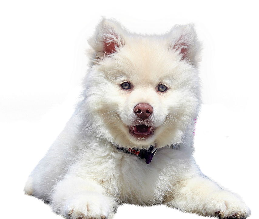 Free Images : cute, brown, baby, teddy bear, happy, toys, vertebrate ...