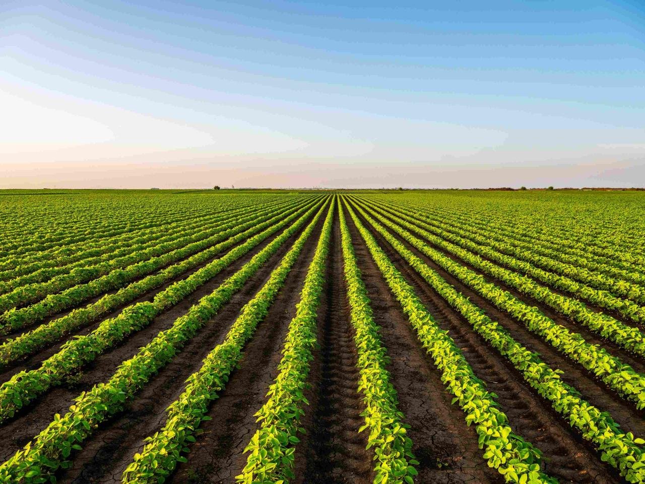 Sustainable Agriculture vs. Industrial Agriculture - FoodPrint Sustainable Agriculture vs. Industrial Agriculture - FoodPrint